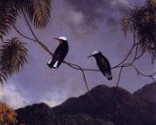 Snowcap - 马丁·约翰逊·赫德